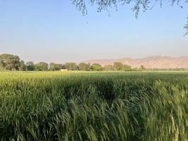 Green Wheat field whistle, Wheat bran fields and wheat in a village photo