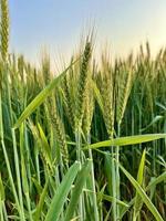 Green Wheat field whistle, Wheat bran fields and wheat in a village photo