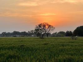 Green Wheat field whistle, Wheat bran fields and wheat in a village photo