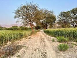 Green Wheat field whistle, Wheat bran fields and wheat in a village photo