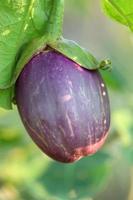 Organic plants, purple eggplant fruit vegetables, natural healthy vitamin foods photo