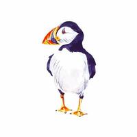 Puffin wild bird watercolor animal illustration isolated on white vector