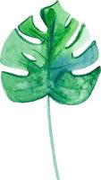 Watercolor green leaf monstera isolated on white vector