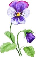 Pansy flowers growing watercolor illustration violet botanical clipart isolated vector