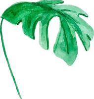 Monstera green tropical leaf watercolor clipart isolated vector