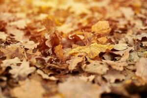 Autumn leaves in city park photo