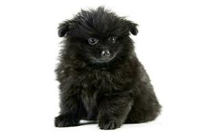 Pomeranian puppy Spitz, isolated photo