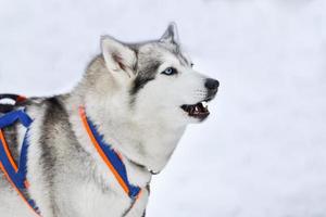 Husky dog on walking photo