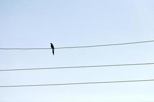 un solo pájaro en el alambre foto