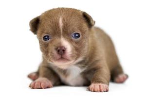 Chihuahua puppy on white isolated background photo