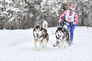 Husky sled dog racing photo