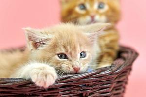 Maine coon kittens in basket, red and cream photo