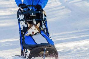 Funny siberian husky dogs in harness. Sled dogs race competition. Sleigh championship challenge in cold winter forest. photo