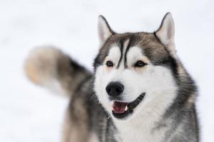 Husky dog portrait, winter snowy background. Funny pet on walking before sled dog training. photo