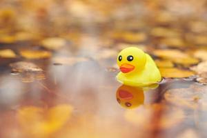 juguete de pato en charco de otoño con hojas foto