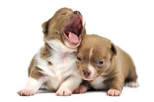 Yawning Chihuahua puppies. photo