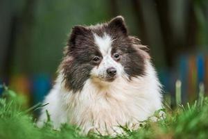 Pomeranian Spitz dog in garden photo