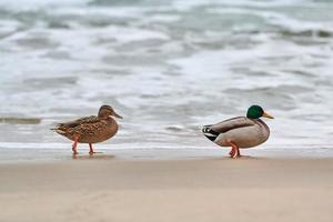 Two mallard ducks walking near sea water, breakup concept photo