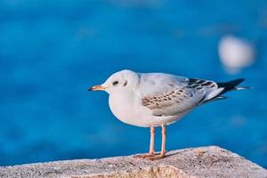 Seagull standing on ground, blue water background, close up photo