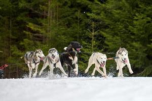 Husky sled dog racing photo