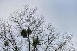 Viscum shrubs on tree branches photo