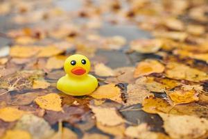 juguete de pato de otoño en charco con hojas