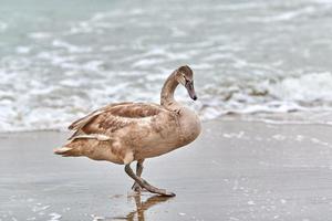 Young brown colored swan walking by Baltic sea, close up photo