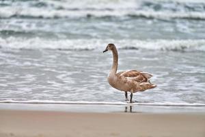 Young brown colored swan walking by Baltic sea, close up photo