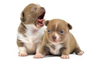 Yawning Chihuahua puppies. photo