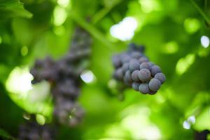 Bunch of red grapes on vineyard. Table red grape with green vine leaves. Autumn harvest of grapes for making wine, jam and juice. Sunny september day. photo