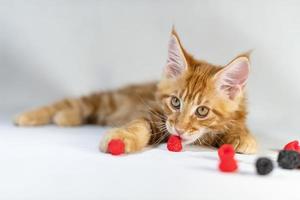 Red Maine Coon kitten. Cute, largest and beautiful cat breed. White background photo