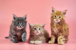 Maine coon kitten photo