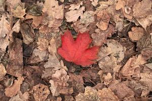 hoja de otoño roja sobre fondo de follaje amarillo foto