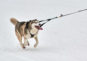 Running Husky dog on sled dog racing photo