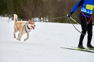 carreras deportivas de perros skijoring foto