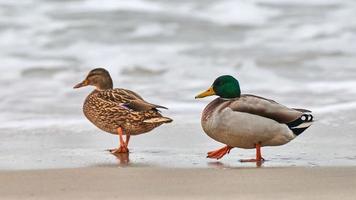 Two mallard ducks walking near sea water, breakup concept photo