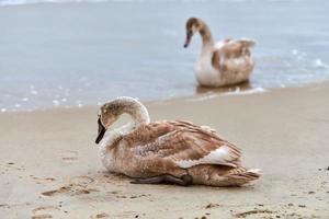 Young brown colored swan sitting on sand by sea, close up photo