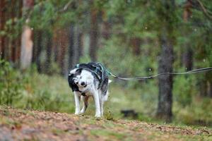 Husky dog wet shaking photo