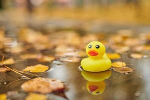 Duck toy in autumn puddle with leaves photo