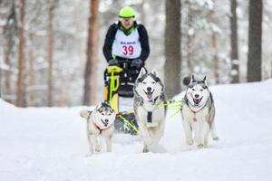 Husky sled dog racing photo