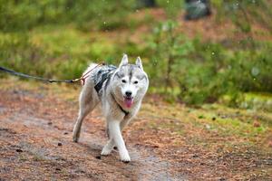 carrera de mushing de trineos tirados por perros a campo traviesa foto
