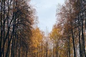 Callejón de coronas de árboles de abedul de otoño