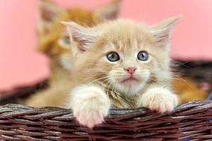 gatitos maine coon en canasta, rojo y crema foto