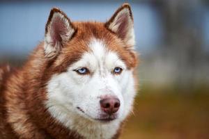 Husky dog portrait photo