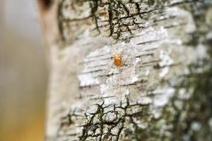 Yellow ladybug on birch tree photo