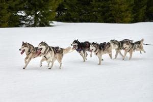 Running Husky dog on sled dog racing photo