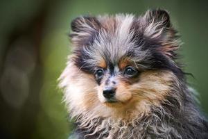 Cachorro de pomerania spitz en el jardín, retrato de cara de cerca foto