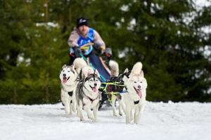 Husky sled dog racing photo