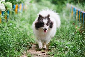 Pomeranian Spitz dog photo