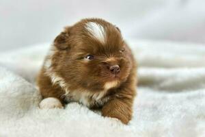 Little Chihuahua puppy sitting on soft white fabric, cute sleepy brown white dog breed on white photo